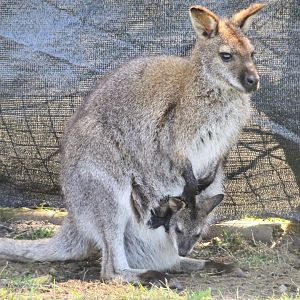 Wallaby with joey