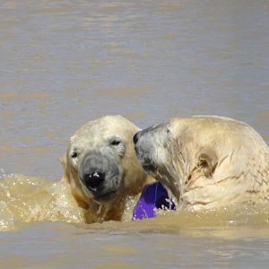 Polar Bear brothers