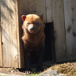 Bush Dog