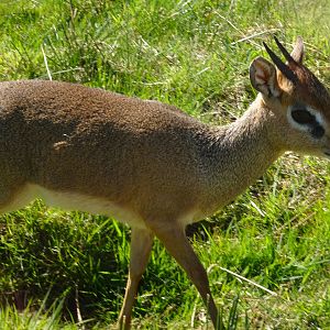 Kirk's dik-dik