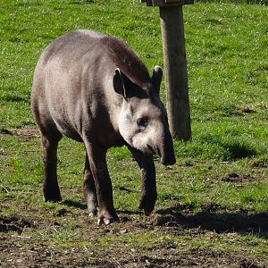 Lowland tapir