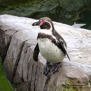 Humboldt Penguin