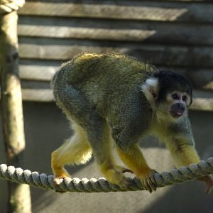 Squirrel monkey