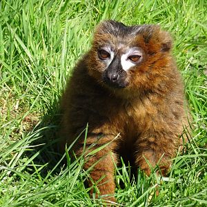 Red Bellied Lemur
