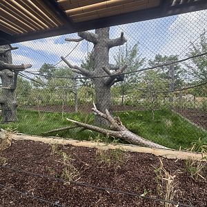 Siamang Exhibit Viewing 1