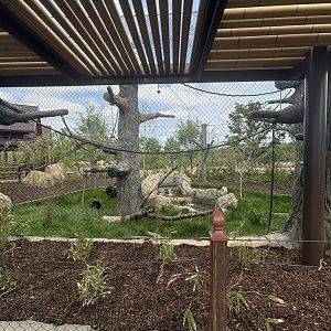 Siamang Exhibit,Viewing 2