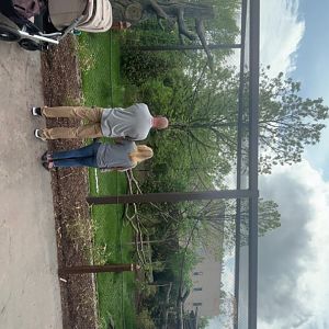 Rhinoceros Hornbill Viewing/Exhibit