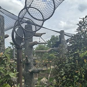 Overhead Tunnel for Siamang Gibbons