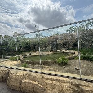 Asian Small Clawed Otter Viewing/Exhibit