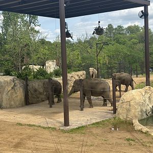 Asian Elephants