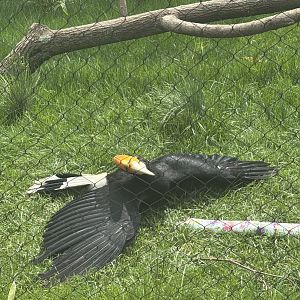 Rhinoceros Hornbill