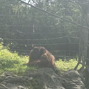 Henry the Sumatran Orangutan