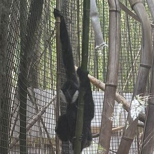 Kip the Northern White Cheeked Gibbon