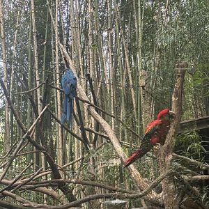 Blue & Gold and Scarlet Macaws