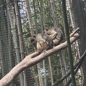 Black Howler Monkeys
