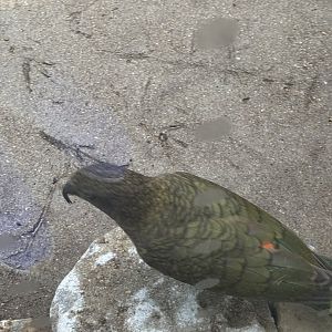 Kea