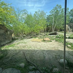 African Painted Dog Valley Exhibit/Viewing