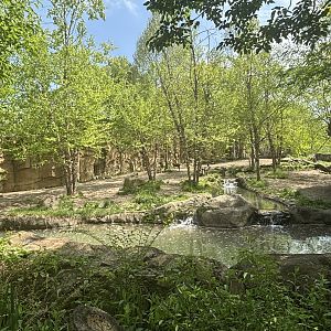 African Painter Dog Valley Viewing/Exhibit