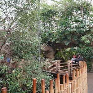 Apr. 2025 - Orinoco Rainforest: Canopy