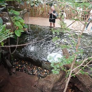 Apr. 2025 - Orinoco Rainforest: Understory - Lobos Del Rio - Giant Otter Exhibit (From Above)