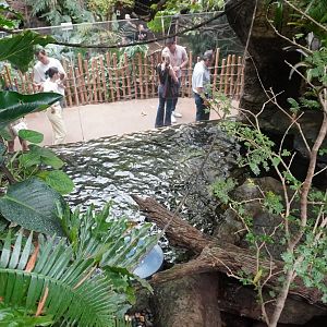 Apr. 2025 - Orinoco Rainforest: Understory - Lobos Del Rio - Giant Otter Exhibit (From Above)