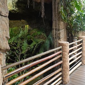 Apr. 2025 - Orinoco Rainforest: Canopy - Giant Otter Exhibit View