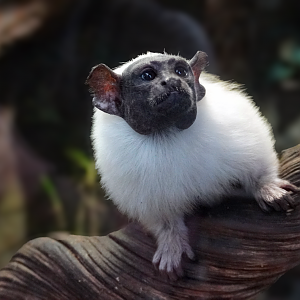 Apr. 2025 - Orinoco Rainforest: Canopy - Pied Tamarin