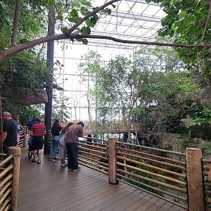 Apr. 2025 - Orinoco Rainforest: Canopy