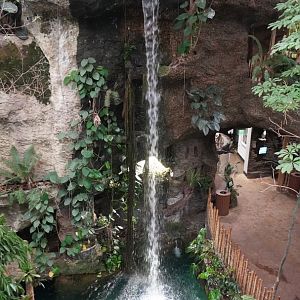 Apr. 2025 - Orinoco Rainforest: Canopy