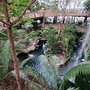 Apr. 2025 - Orinoco Rainforest: Canopy - Monkey Island + Manatee Exhibits
