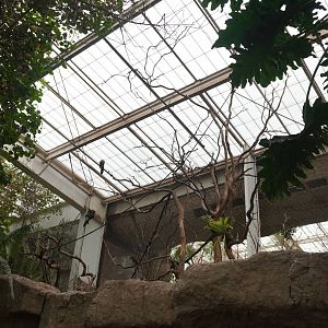 Apr. 2025 - Orinoco Rainforest: Canopy - Jungle Junction