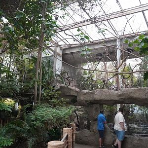 Apr. 2025 - Orinoco Rainforest: Canopy - Jungle Junction