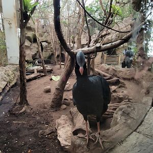 Apr. 2025 - Orinoco Rainforest: Canopy - Jungle Junction