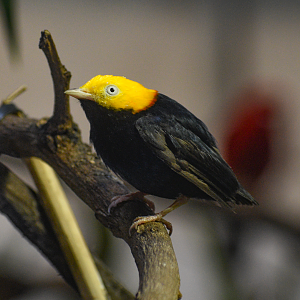 Apr. 2025 - Orinoco Rainforest: Canopy - Golden-headed Manakin