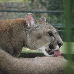 Puma - Zooparc de Beauval - 12/01/2025