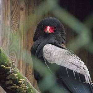 Bateleur Eagle - Zooparc de Beauval - 12/01/2025