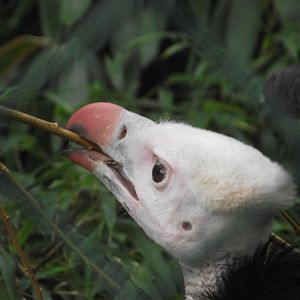 White-headed Vulture - Zooparc de Beauval - 12/01/2025