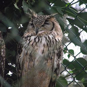 Indian Eagle-Owl - Zooparc de Beauval - 12/01/2025