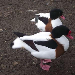 Common Shelducks - Zooparc de Beauval - 12/01/2025