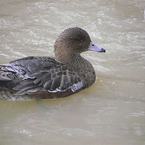 Eurasian Wigeon (female) - Zooparc de Beauval - 12/01/2025