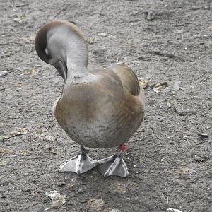 Red-crested Pochard (female) - Zooparc de Beauval - 12/01/2025