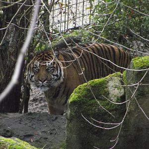 ASU, Sumatran Tiger - Zooparc de Beauval - 12/01/2025