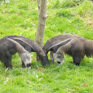 Giant anteaters 17.10.24