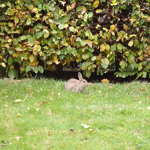 Wild rabbit 17.10.24