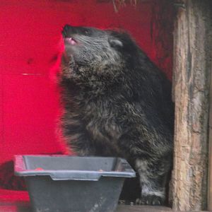 Binturong - Zooparc de Beauval - 12/01/2025