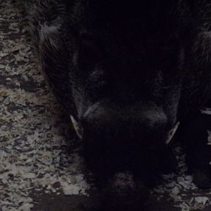 Visayan warty pig male 17.10.24