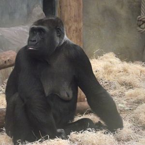 SHEILA, female Lowland Gorilla - Zooparc de Beauval - 12/01/2025