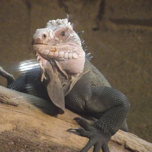 Lesser Antillean Iguana - Zooparc de Beauval - 12/01/2025