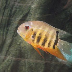 Heros efasciatus Cichlid - Zooparc de Beauval - 12/01/2025