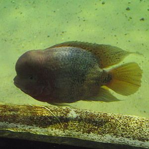 Quetzal Cichlid (Vieja melanurus) - Zooparc de Beauval - 12/01/2025